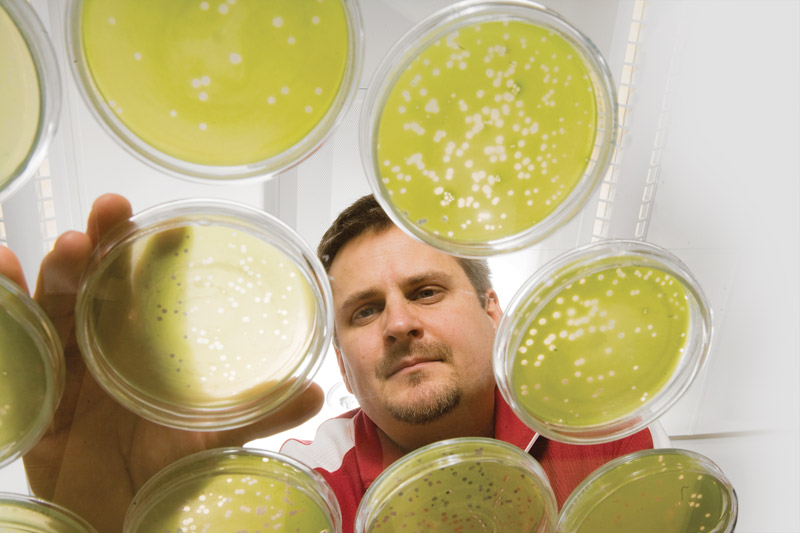 A researcher examining Petri dishes